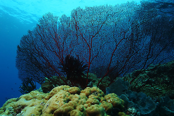포토 JPG 해외이미지 동물 라이프스타일 야생동물 바다 여행 백그라운드 자연 휴가 바닥 어류 풍경 사람없음 야외 물 여름 파란색 환경 수중 수영 탐험 산호 인도인 아래 다이빙 장면 암초 내추럴 깊이 소금물 해외202004 해외포토 자연요소 외국인 계절 컬러 동양인 생활 수중동물 수상스포츠 자포동물 방향 생태계 위치 수중스포츠 파일형식 이미지허브
