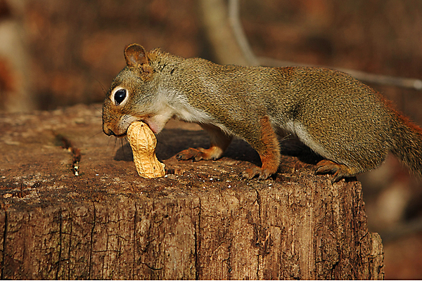 포토 JPG 해외이미지 나무 동물 공원 얼굴 야생동물 음식 포즈 포유류 자연 휴식 생물 털 미소 사람없음 야외 목재 빨간색 갈색 검은색 회색 견과류 설치류 숲 작음 먹이 먹기 호기심 꼬리 다람쥐 귀 여우 호두 솜털 내추럴 해외202004 해외포토 식물 공공시설 감정 컬러 컨셉 재료 모션 표정 신체부위 크기 생태계 파일형식 이미지허브