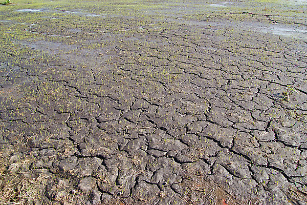 포토 JPG 해외이미지 식물 전통 계절 아시아 문화 음식 백그라운드 잎 패턴 밭 농업 태국 자연 밥 한국 동양인 풍경 사람없음 야외 초록색 물 여름 농작물 농장 농경지 일본 중국 봄 수확 성장 시골 농부 낟알 시리얼 유기농 장면 내추럴 밭일 해외202004 해외포토 자연요소 직업 웰빙 나라 산업 컬러 무늬 인종 생태계 파일형식 이미지허브