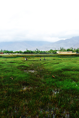 포토 JPG 해외이미지 동물 아시아 여행 밭 산 오리 풍경 사람없음 초록색 관광지 내추럴 해외202004 해외포토 나라 컬러 농업 조류 파일형식 이미지허브