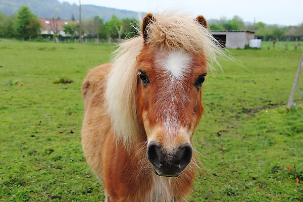 포토 JPG 해외이미지 동물 전통 포즈 밭 자연 생맥주 서기 사람없음 야외 초록색 농장 농경지 계곡 가축 힘 프랑스 시골 업무 승마 작음 큼 근육질 조랑말 무거움 프랑스어 노르망디 밭일 해외202004 해외포토 문자 유럽 스포츠 컬러 농업 모션 근육 맥주 말_동물 작업 무게 크기 몸매 생태계 파일형식 이미지허브