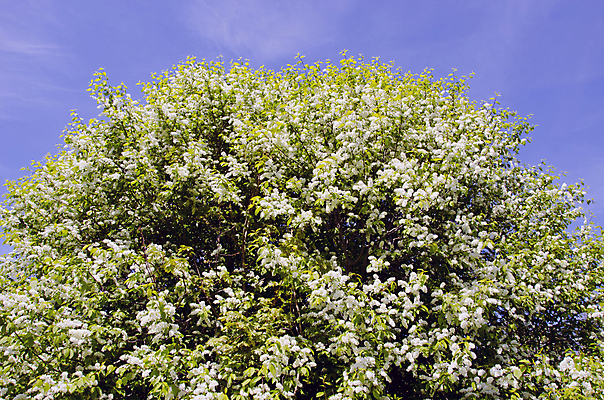 포토 JPG 해외이미지 나무 식물 계절 꽃 잎 자연 조류 하늘 사람없음 초록색 햇빛 정원 봄 벚꽃 나뭇가지 시골 체리 숲 5월 내추럴 해외202004 해외포토 동물 컬러 과일 태양 날짜 생태계 파일형식 이미지허브