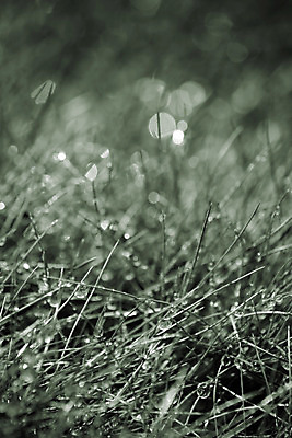 포토 JPG 해외이미지 식물 자연 흑백 사람없음 물 빛 반사 물방울 해외202004 해외포토 자연요소 촬영기법 생태계 파일형식 이미지허브