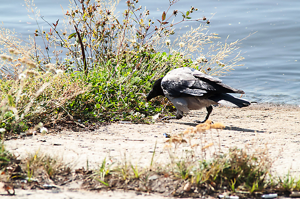포토 JPG 해외이미지 동물 1 호수 야생동물 음식 바다 백그라운드 2 날개 자연 조류 친절 병아리 종류 서기 풍경 사람없음 초록색 물 여름 파란색 빛 검은색 일몰 봄 회색 바위 흰색 강가 깃털 호기심 부리 까마귀 내추럴 고립 사기꾼 해외202004 해외포토 자연요소 계절 감정 컬러 컨셉 모션 강 노을 돌_바위 생태계 파일형식 이미지허브