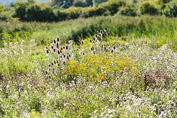 포토 JPG 해외이미지 식물 곤충 밭 사람없음 여름 정원 봄 시골 원예 해외202004 해외포토 동물 계절 농업 취미 파일형식 이미지허브