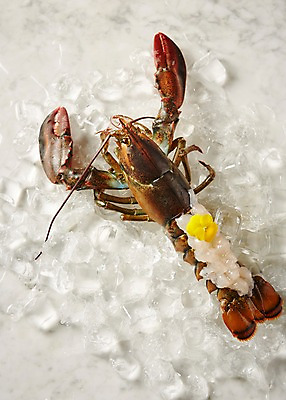 포토 JPG 스튜디오촬영 음식 실내 사람없음 얼음 회 바닷가재 랍스터사시미 일본음식 국내포토 자연요소 내부 가재 파일형식