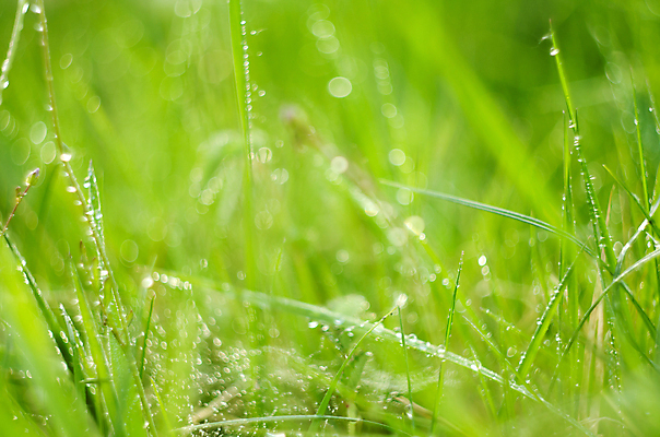 포토 JPG 해외이미지 식물 계절 백그라운드 잎 밭 자연 아침 날씨 잔디 사람없음 야외 초록색 물 여름 빛 햇빛 일출 환경 정원 봄 젖음 성장 물방울 신선 액체 닫기 떨어짐 이슬 빗방울 순수 질감 내추럴 블러 해외202004 해외포토 주간 자연요소 컬러 컨셉 농업 모션 태양 노을 비_날씨 생태계 파일형식 이미지허브