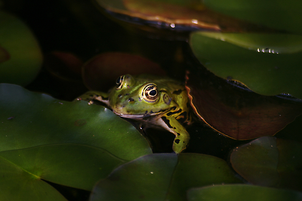 포토 JPG 해외이미지 나무 식물 동물 꽃잎 야생동물 바다 파충류 자연 생물 개구리 양서류 사람없음 초록색 물 파란색 장미 점프 수영 연못 보호 환경보전 다이빙 청개구리 사냥 태평양 두꺼비 고립 카피스페이스 해외202004 해외포토 자연요소 꽃 컬러 컨셉 모션 공백 수상스포츠 사회이슈 생태계 수중스포츠 파일형식 이미지허브