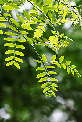 포토 JPG 해외이미지 식물 단풍 잎 농업 자연 사람없음 초록색 컬러풀 환경 정원 봄 성장 신선 허브 원예 질감 화단 광합성 해외202004 해외포토 계절 산업 컬러 취미 생태계 파일형식 이미지허브