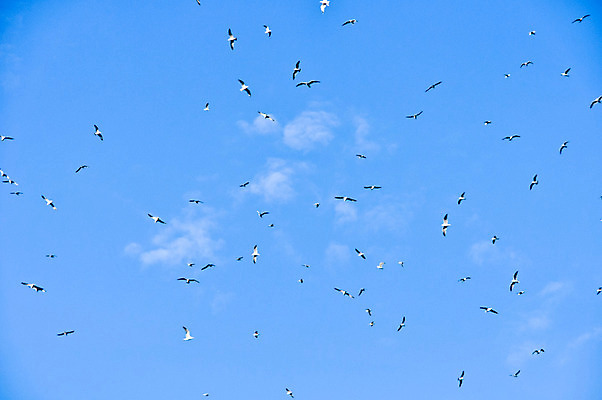 포토 JPG 해외이미지 실루엣 야생동물 여행 이동 신체 날개 모션 자연 조류 하늘 항해 사람없음 파란색 농장 황혼 일몰 흰색 중앙 깃털 모자이크 거위 철새 내추럴 떠남 워싱턴 많음 해외202004 해외포토 동물 컬러 컨셉 농업 배_교통 촬영기법 노을 미국 생태계 파일형식 이미지허브