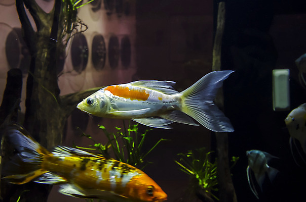 포토 JPG 해외이미지 식물 전통 디자인 옷 야생동물 백그라운드 패턴 오렌지 바지 자연 표면 휴식 어류 취미 사람없음 장식 물 파란색 빛 반려동물 컬러풀 유행 환경 수중 수영 어둠 침묵 전시 직물 도시 면 남색 질감 땀 탱크 캔버스 암초 수족관 커뮤니티 섬유 리빙 발견 그런지 아마존 옛날 터키석 생존 스타일 해외202004 해외포토 자연요소 동물 컬러 컨셉 무늬 과일 하의 수중동물 소리 수상스포츠 보석 생태계 파일형식 이미지허브