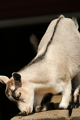 포토 JPG 해외이미지 동물 어린이 포유류 휴식 염소 사람없음 농장 흰색 아기 해외202004 해외포토 컬러 컨셉 농업 사람 파일형식 이미지허브