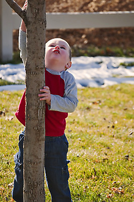 포토 JPG 해외이미지 나무 행복 놀이 한명 소년 가을 아기 호기심 해외202004 해외포토 식물 1 계절 남자 감정 어린이 컨셉 사람 파일형식 이미지허브