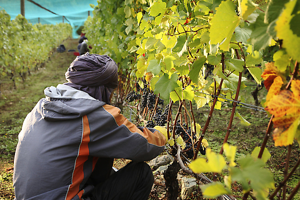 포토 JPG 해외이미지 음식 잎 밭 농업 과일 자연 포도 사람없음 초록색 농장 와인 맑음 수확 성장 가을 시골 선택 수집 포도밭 밭일 양조장 해외202004 해외포토 식물 계절 산업 컬러 컨셉 날씨 주류 생태계 파일형식 이미지허브