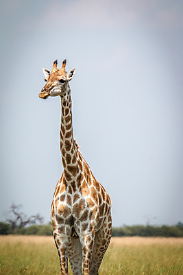 포토 JPG 해외이미지 동물 야생동물 패턴 포유류 아프리카 자연 하늘 초식동물 동물원 풍경 사람없음 환경 큼 기린 사파리 나미비아 남아프리카 보츠와나 사바나 평야 해외202004 해외포토 나라 무늬 크기 생태계 파일형식 이미지허브