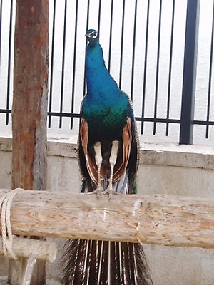 포토 JPG 해외이미지 자연 조류 사람없음 파란색 컬러풀 공작 깃털 해외202004 해외포토 동물 컬러 생태계 파일형식 이미지허브