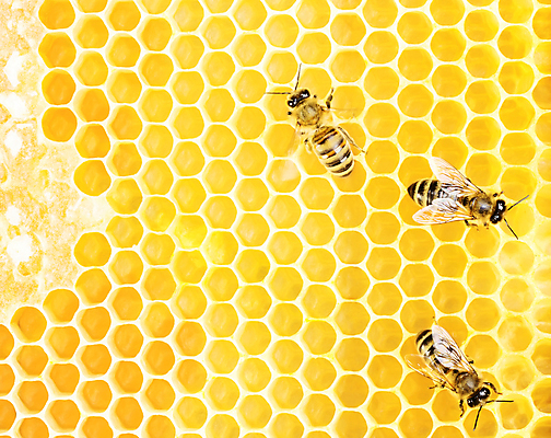 포토 JPG 해외이미지 동물 라이프스타일 곤충 백그라운드 패턴 모션 자연 세포 건강 사람없음 약 노란색 신선 작업 황금 닫기 달콤 큼 대표 먹기 바쁨 꽃가루 육각형 꿀 벌집 밀랍 왁스 효율 해외202004 해외포토 도형 컬러 컨셉 무늬 의학 생활 맛 크기 가루 생태계 파일형식 이미지허브