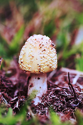 포토 JPG 해외이미지 사람없음 세로 컬러풀 사진촬영 버섯 성장 그림 곰팡이 캡모자 해외202004 해외포토 모자_잡화 컬러 촬영 파일형식 이미지허브