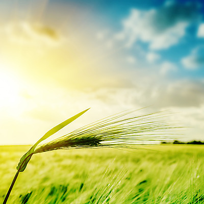 포토 JPG 해외이미지 식물 구름 계절 음식 백그라운드 밭 농업 자연 하늘 옥수수 풍경 사람없음 초록색 여름 파란색 빛 농작물 햇빛 태양 농장 농경지 일출 맑음 일몰 봄 꿈 수확 성장 시골 신선 저녁 낟알 시리얼 밀 보리 귀 장면 공상 천국 스파이크 밭일 호밀 수평선 세련 해외202004 해외포토 자연요소 산업 컬러 날씨 곡류 신체부위 노을 야간 생태계 파일형식 이미지허브