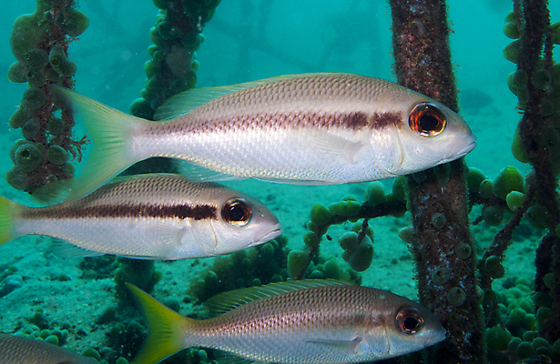 포토 JPG 해외이미지 야생동물 바다 여행 학교 모션 자연 휴가 어류 풍경 사람없음 야외 파란색 바닷속 수중 수영 물방울 아래 다이빙 생물학 도미 지느러미 내추럴 깊이 동물상 생태학 침몰 많음 해외202004 해외포토 동물 교육 컬러 컨셉 조형물 수중동물 수상스포츠 방향 생태계 위치 수중스포츠 파일형식 이미지허브