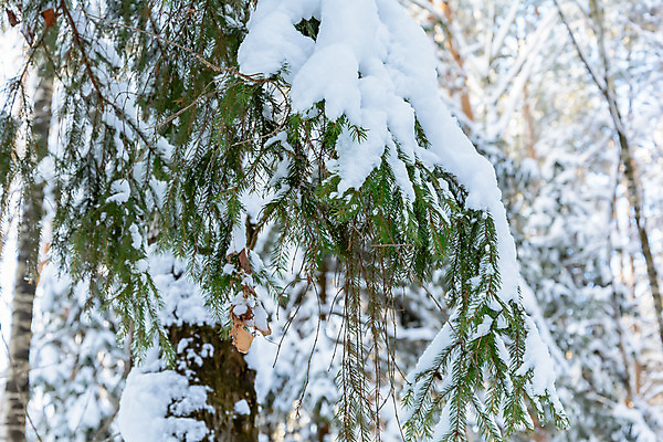 포토 JPG 해외이미지 나무 식물 구름 디자인 계절 공원 여행 백그라운드 크리스마스 겨울 자연 하늘 표면 날씨 풍경 사람없음 야외 목재 초록색 빛 햇빛 태양 갈색 환경 맑음 냉동 얼음 검은색 추위 흰색 나뭇가지 소나무 숲 서리 장면 상록수 침엽수 층 전나무 원뿔 내추럴 가문비나무 해외202004 해외포토 자연요소 도형 공공시설 기념일 컬러 재료 생태계 파일형식 이미지허브