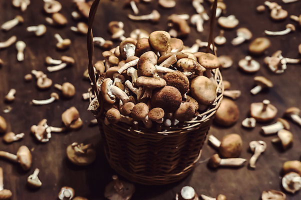 포토 JPG 해외이미지 식물 계절 음식 줄기 백그라운드 채소 재료 탁자 건강 요리 사람없음 목재 갈색 식사 버섯 수확 성장 가을 신선 그룹 맛 숲 먹기 오브젝트 상쾌 유기농 날것 꿀 내추럴 곰팡이 그물버섯 식용 채식주의자 캡모자 많음 해외202004 해외포토 나무 모자_잡화 웰빙 감정 컬러 가구 컨셉 농업 모션 채식 파일형식 이미지허브