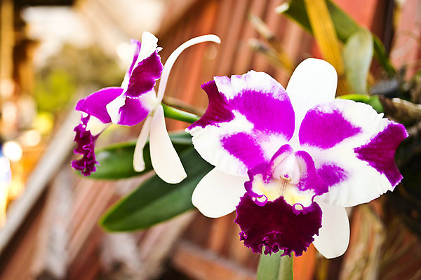 포토 JPG 해외이미지 식물 계절 공원 꽃잎 꽃 줄기 분홍색 백그라운드 꽃무늬 자연 선물 사람없음 장식 초록색 컬러풀 머리 평화 정원 보라색 봄 활발 벚꽃 흰색 나뭇가지 신선 난초 우아함 닫기 묘사 싱글 심플 포도나무 싱가폴 고립 해외202004 해외포토 나무 공공시설 아시아 컬러 컨셉 무늬 모션 신체부위 과일나무 생태계 파일형식 이미지허브