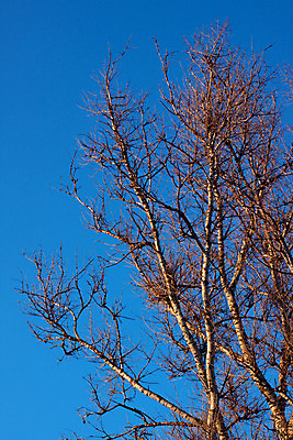 포토 JPG 해외이미지 나무 식물 겨울 자연 하늘 사람없음 야외 세로 파란색 햇빛 일출 맑음 회색 자작나무 벌거벗은 해외202004 해외포토 계절 컬러 날씨 태양 노을 생태계 파일형식 이미지허브