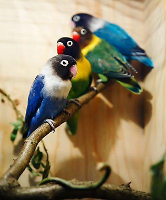 포토 JPG 해외이미지 동물 야생동물 자연 조류 기술 대화 사람없음 초록색 파란색 반려동물 컬러풀 노란색 사진촬영 우정 폭포 나뭇가지 막대기 그룹 유머 호주 군중 숲 다발 깃털 꼬리 앵무새 새장 잉꼬 줄서기 해외202004 해외포토 나무 감정 컬러 모션 말하기 사람 친구 촬영 오세아니아 생태계 케이지 파일형식 이미지허브