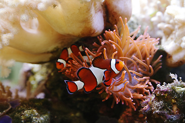 포토 JPG 해외이미지 동물 야생동물 바다 오렌지 자연 어류 사람없음 물 반려동물 수중 수영 줄무늬 광대 흰색 산호 다이빙 암초 수족관 소금물 아네모네 이국적 해외202004 해외포토 자연요소 꽃 컬러 무늬 과일 수중동물 수상스포츠 자포동물 생태계 수중스포츠 파일형식 이미지허브