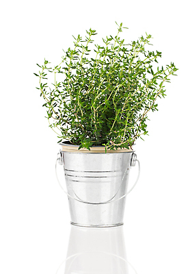 포토 JPG 해외이미지 식물 꽃 음식 백그라운드 잎 채소 건강 요리 사람없음 초록색 약 꼬리표 라벨 주방 정원 흰색 신선 양념 맛 약초 냄비 먹기 허브 향신료 사인 유기농 매움 아로마 로즈메리 고립 백리향 세이지 해외202004 해외포토 웰빙 컬러 컨셉 의학 모션 프레임 풀_식물 솥 향미료 파일형식 이미지허브