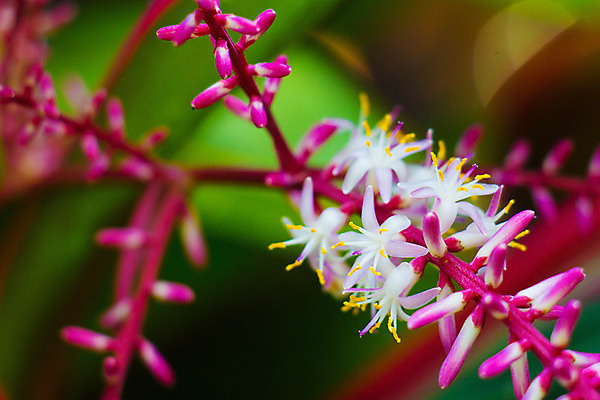 포토 JPG 해외이미지 나무 식물 디자인 꽃 분홍색 백그라운드 잎 꽃무늬 패턴 자연 추상 사람없음 야외 빨간색 초록색 물 여름 빛 컬러풀 정원 보라색 흰색 신선 떨어짐 숲 백합 질감 내추럴 강렬 고립 이국적 해외202004 해외포토 자연요소 계절 컬러 컨셉 무늬 생태계 파일형식 이미지허브
