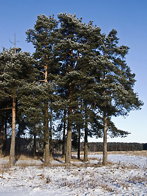 포토 JPG 해외이미지 나무 계절 지구 겨울 자연 하늘 왕관 건조 풍경 사람없음 목재 초록색 햇빛 맑음 냉동 침묵 추위 나뭇가지 소나무 가장자리 숲 서리 러시아 북쪽 상록수 침엽수 전나무 해외202004 해외포토 식물 유럽 컬러 재료 날씨 태양 소리 둘레 방향 생태계 파일형식 이미지허브