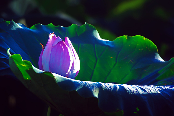 포토 JPG 해외이미지 꽃 호수 분홍색 잎 사람없음 초록색 물 연못 내추럴 해외202004 해외포토 자연요소 식물 컬러 파일형식 이미지허브