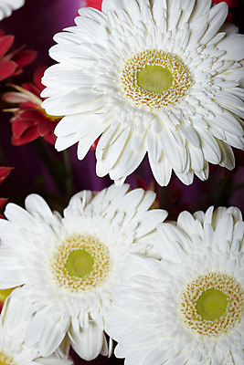 포토 JPG 해외이미지 식물 꽃잎 꽃 백그라운드 패턴 자연 국화 사람없음 장식 세로 컬러풀 환경 활발 기쁨 벚꽃 흰색 신선 개화 확대 순수 묘사 질감 데이지 강렬 엘리먼트 천진난만 취급주의 해외202004 해외포토 감정 컬러 컨셉 무늬 경고 생태계 파일형식 이미지허브