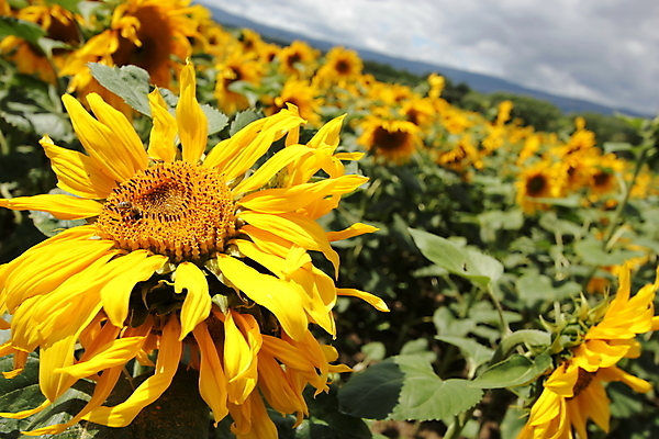 포토 JPG 해외이미지 식물 구름 계절 꽃잎 꽃 야생동물 곤충 백그라운드 잎 밭 농업 자연 하늘 해바라기 풍경 사람없음 야외 초록색 여름 빛 태양 노란색 정원 활발 회색 광선 시골 그룹 벌 장면 해외202004 해외포토 자연요소 동물 산업 컬러 컨셉 생태계 파일형식 이미지허브