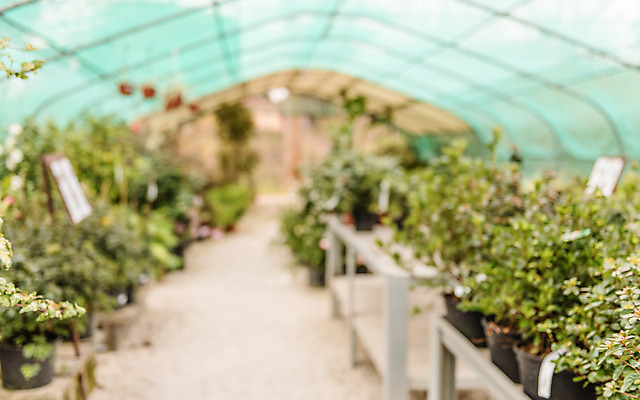 포토 JPG 해외이미지 식물 꽃 산업 문화 음식 잎 패턴 밭 농업 비즈니스 자연 유리 주택 실내 사람없음 내부 초록색 농작물 농장 정원 봄 놀이방 성장 신선 소프트포커스 유기농 원예 보케 밭일 온실 그리너리 해외202004 해외포토 웰빙 계절 컬러 무늬 재질 촬영기법 취미 건물 생태계 파일형식 트랜드컬러 이미지허브