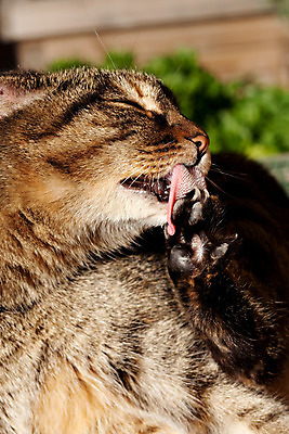 포토 JPG 해외이미지 동물 응시 야생동물 포즈 백그라운드 가정 자연 놀이 실내 따뜻함 사람없음 농작물 반려동물 머리 고양이 가축 줄무늬 우정 기다림 닫기 달콤 파편 가득함 묘사 만족 호기심 귀 장면 동물상 인내 흥미 해외202004 해외포토 시선 감정 컨셉 무늬 농업 포유류 모션 내부 신체부위 친구 조형물 맛 생태계 파일형식 이미지허브