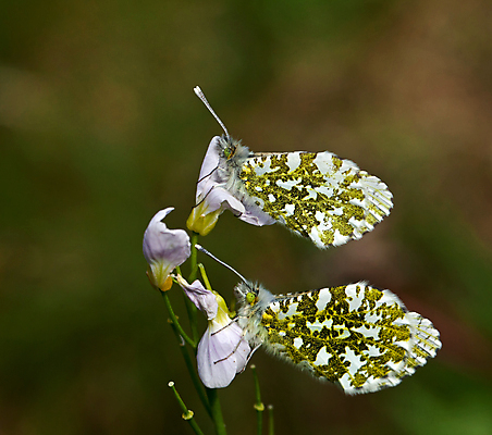 포토 JPG 해외이미지 여자 야생동물 나비 곤충 자연 영국 잉글랜드 안테나 저울 사람없음 봄 묘사 해외202004 해외포토 동물 계절 유럽 통신 사람 생태계 파일형식 이미지허브