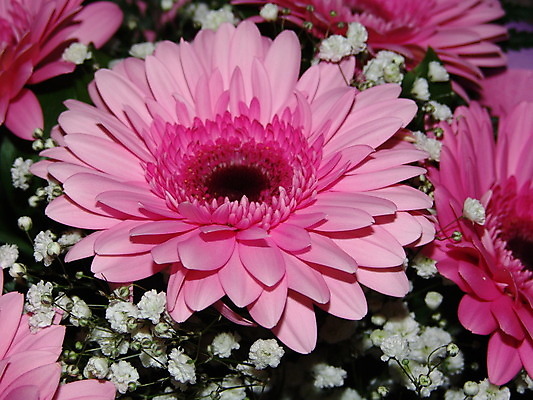 포토 JPG 해외이미지 식물 열매 꽃잎 꽃 꽃다발 백그라운드 꽃무늬 패턴 자연 벽지 선물 사람없음 장식 초록색 컬러풀 정원 축제 침묵 놀람 봄 벚꽃 하트 축하 신선 개화 의식 배열 심볼 순수 질감 기회 열정 내추럴 정물화 해외202004 해외포토 모양 계절 감정 컬러 컨셉 무늬 표정 소리 그림 생태계 파일형식 이미지허브