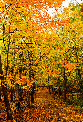 포토 JPG 해외이미지 공원 행복 도로 어린이 스포츠 백그라운드 가족 산 건강 안전 사람 사람없음 야외 자전거 가을 승차 숲 헬멧 순환 바이킹 해외202004 해외포토 계절 공공시설 감정 길 관계 교통시설 모션 바이크 보호장비 파일형식 이미지허브