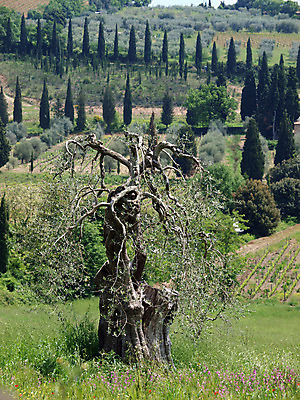 포토 JPG 해외이미지 나무 유럽 밭 농업 자연 산 풍경 사람없음 초록색 여름 농가 평화 환경 계곡 고요 봄 이탈리아 성장 시골 만취 언덕 그림 올리브 포도밭 땅바닥 시에나 토스카나 수평선 해외202004 해외포토 식물 계절 열매 나라 산업 컬러 컨셉 바닥 농장 생태계 술취함 파일형식 이미지허브