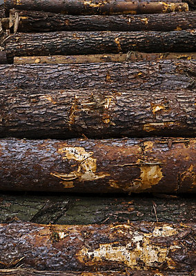 포토 JPG 해외이미지 나무 식물 산업 벽 백그라운드 겨울 패턴 자연 불 추상 사람없음 야외 목재 갈색 쌓기 환경 장비 에너지 소나무 원형 거친 주식 숲 장작 자르기 벽난로 질감 날것 통나무 자원 잡동사니 내추럴 벌목 생태학 수목 옛날 해외202004 해외포토 자연요소 도형 계절 교육 컬러 무늬 재료 모션 금융 생태계 파일형식 이미지허브