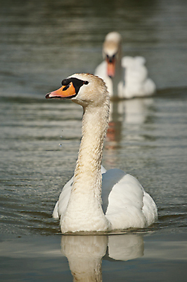 포토 JPG 해외이미지 동물 야생동물 2 캐나다 자연 조류 사람없음 야외 세로 물 반사 사진촬영 수영 흰색 연못 쌍 우아함 백조 물새 잔물결 해외202004 해외포토 자연요소 물결 컬러 컨셉 북아메리카 촬영 수상스포츠 생태계 파일형식 이미지허브