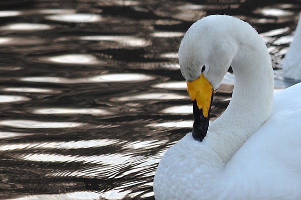 포토 JPG 해외이미지 사람없음 백조 해외202004 해외포토 조류 파일형식 이미지허브
