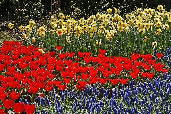 포토 JPG 해외이미지 식물 꽃 봄꽃 사람없음 빨간색 빛 컬러풀 봄 튤립 침대 4월 화단 썩음 해외202004 해외포토 계절 컬러 가구 날짜 파일형식 이미지허브