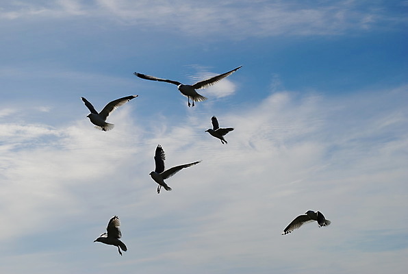 포토 JPG 해외이미지 갈매기 사람없음 만들기 해외202004 해외포토 모션 조류 파일형식 이미지허브