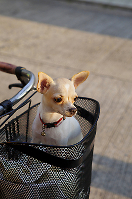 포토 JPG 해외이미지 동물 1 응시 여자 남자 얼굴 어린이 포즈 잎 겨울 공 포유류 포옹 갈색머리 털 서기 앉기 사람없음 반려동물 세계 갈색 머리카락 유행 봄 기쁨 미니어처 회색 아기 닫기 개 강아지 작음 네덜란드 치와와 송곳니 기르기 유래 해외202004 해외포토 식물 헤어스타일 시선 계절 감정 유럽 컬러 안기 모션 사람 신체부위 머리 모형 치아 크기 돌봄 파일형식 이미지허브