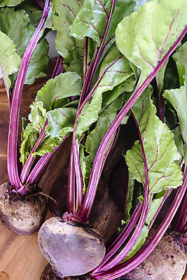 포토 JPG 해외이미지 음식 잎 농업 채소 재료 건강 사람없음 목재 빨간색 초록색 갈색 보라색 신선 날것 뿌리 내추럴 비트 채식주의자 비건 해외202004 해외포토 나무 식물 산업 컬러 채식 파일형식 이미지허브