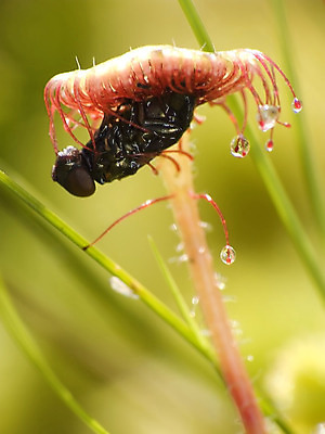 포토 JPG 해외이미지 식물 꽃 잎 자연 사람없음 빨간색 초록색 떨어짐 사냥꾼 육식 올가미 어려움 해외202004 해외포토 직업 컬러 컨셉 생태계 파일형식 이미지허브